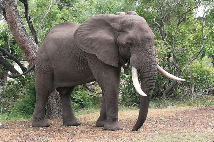 Sunset Cruise ,Chobe Safari Full Day , Airport Transfers Combo 3 — Victoria Falls, Zimbabwe